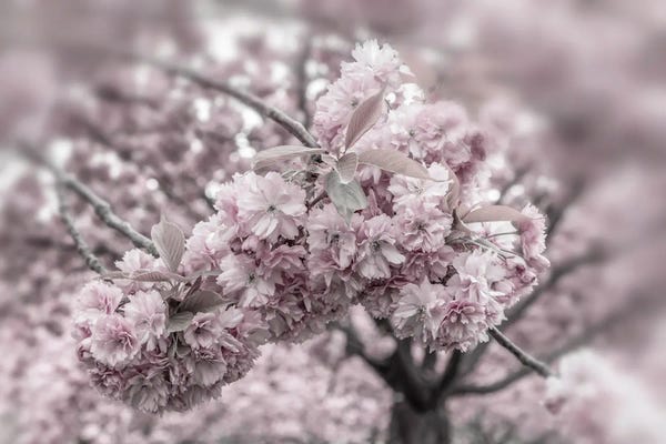 Cherry Blossoms: Delicate Cherry Blossoms Close-Up by Melanie Viola