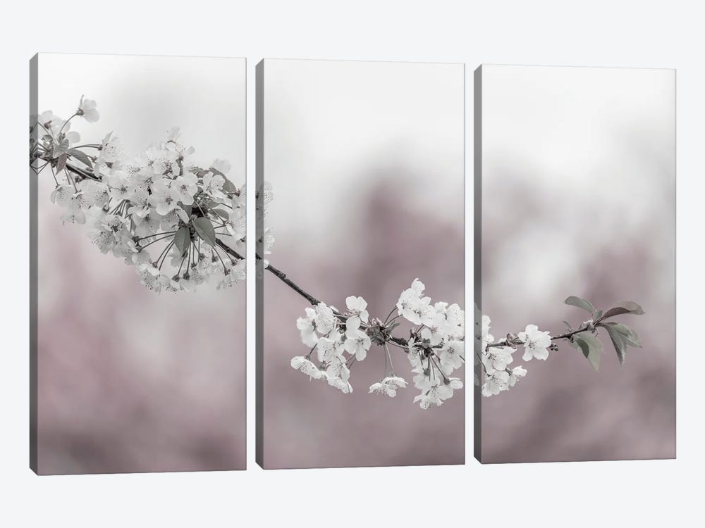 Cherry Blossoms In Focus by Melanie Viola 3-piece Art Print