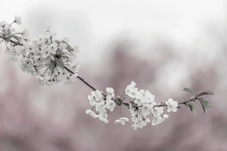 Cherry Blossoms In Focus