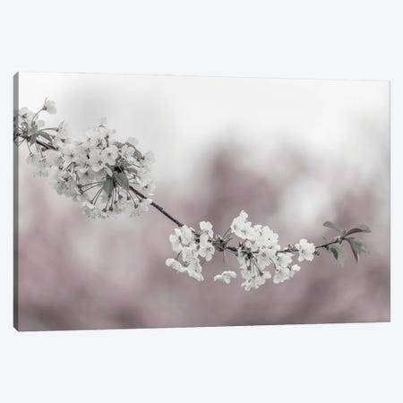 Cherry Blossoms In Focus Canvas Print #MEV934} by Melanie Viola Art Print