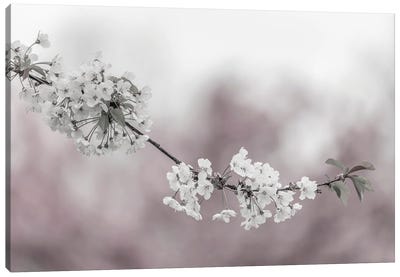 Cherry Blossoms In Focus Canvas Art Print - Blossom Art