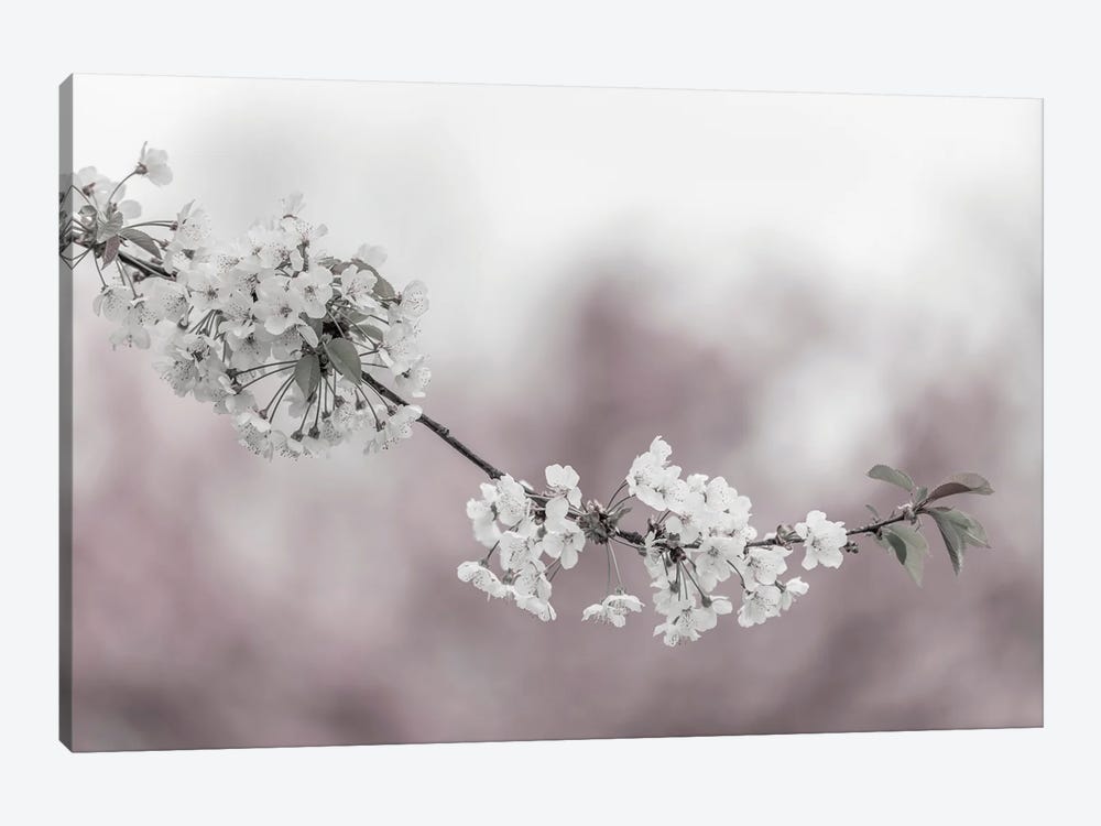 Cherry Blossoms In Focus by Melanie Viola 1-piece Canvas Print