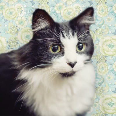 Cat on Paisley by Andi Metz metal wall art