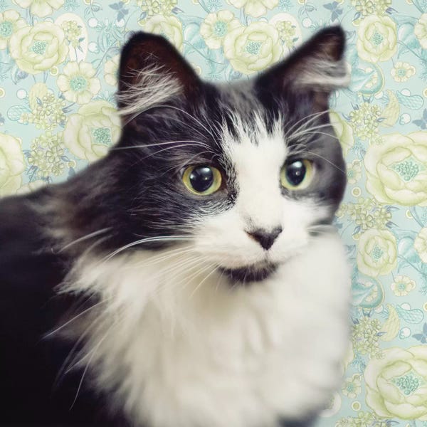 Tuxedo Cats: Cat on Paisley by Andi Metz