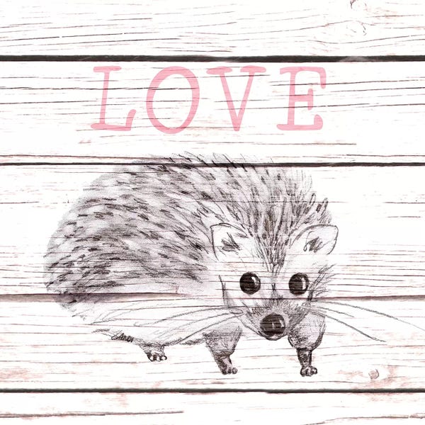 Hedgehogs: Hedgehog Love by Andi Metz