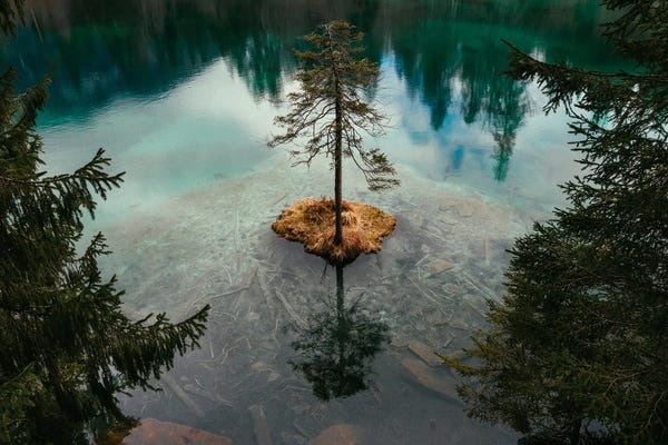 Melissa Findley: Lone Tree by Melissa Findley
