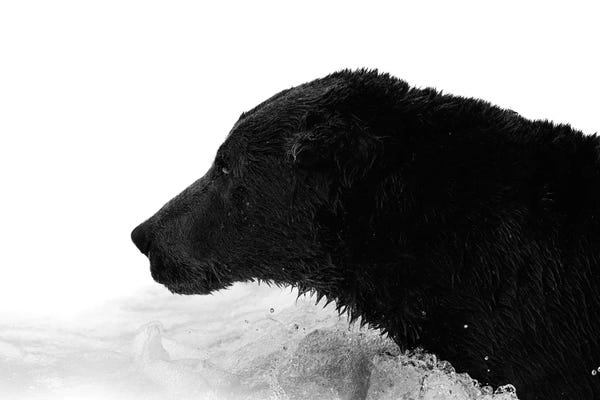 Melissa Findley: Brown Bear Portrait by Melissa Findley