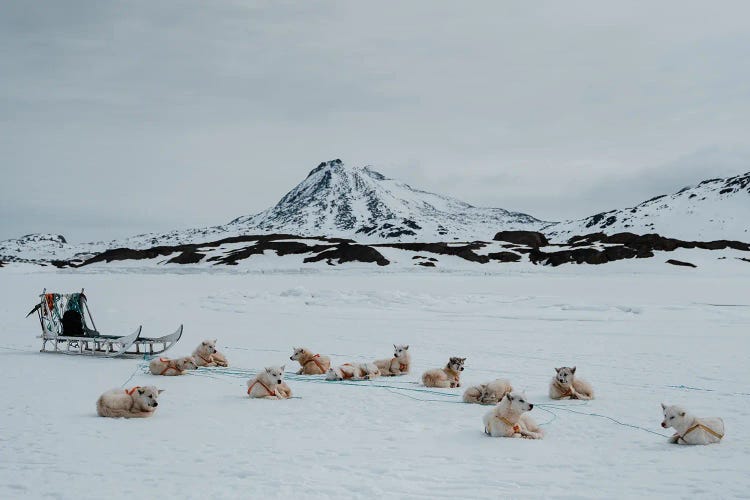 Greenlandic Dogs