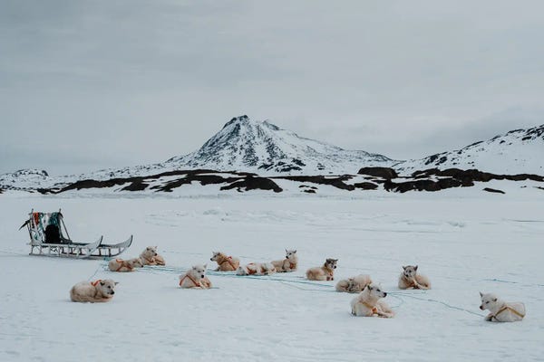 Melissa Findley: Greenlandic Dogs by Melissa Findley