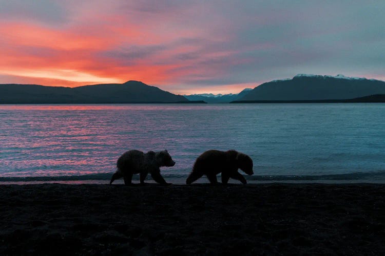 Brown Bear Cubs At Sunrise