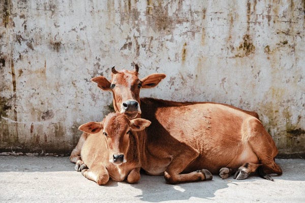 Melissa Findley: Rishikesh Cows by Melissa Findley