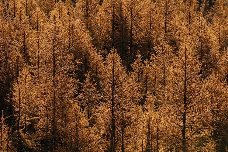 Larch Valley Fall