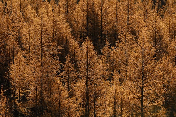 Melissa Findley: Larch Valley Fall by Melissa Findley