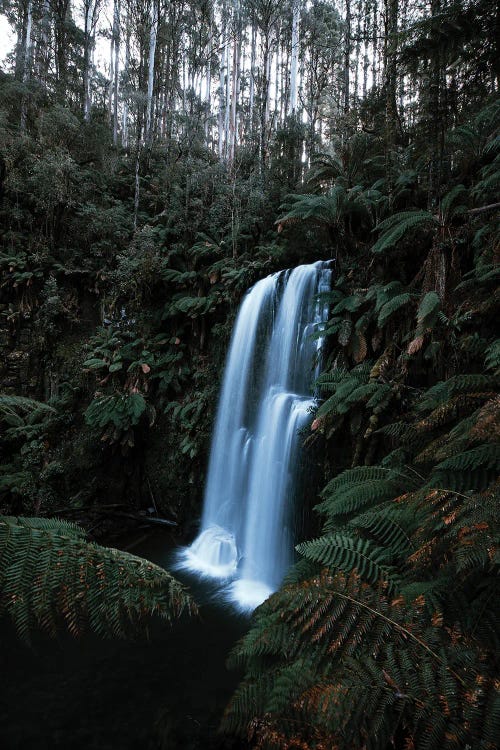 Forests Of Australia