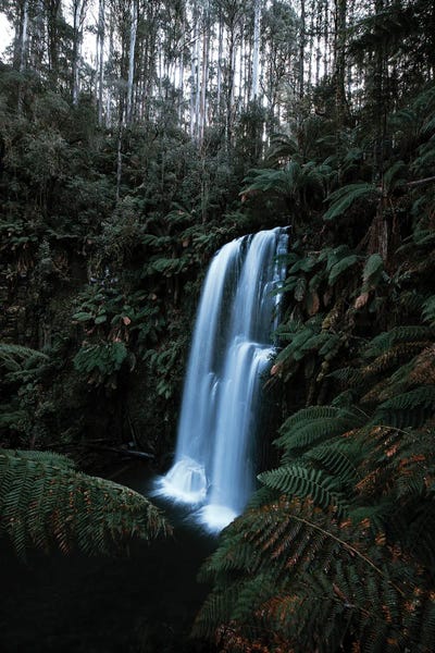 Melissa Findley: Forests Of Australia by Melissa Findley