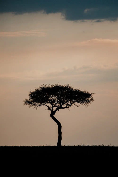 Lone Tree, Kenya