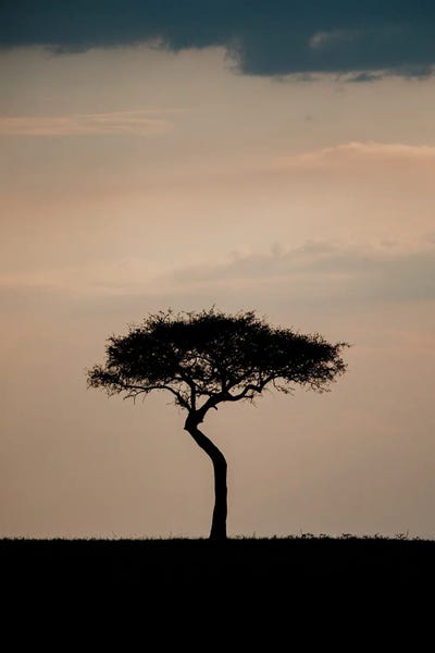 Melissa Findley: Lone Tree, Kenya by Melissa Findley