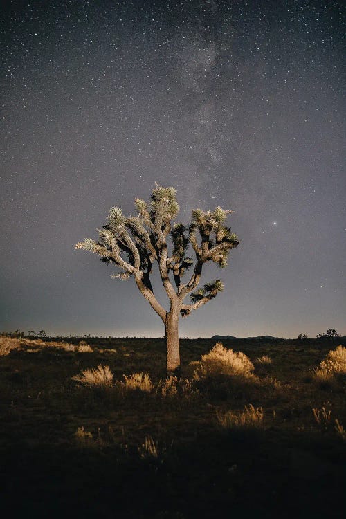 Joshua Tree