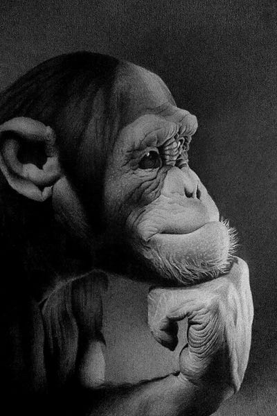 Chimpanzees: The Thinker by Miro Gradinscak