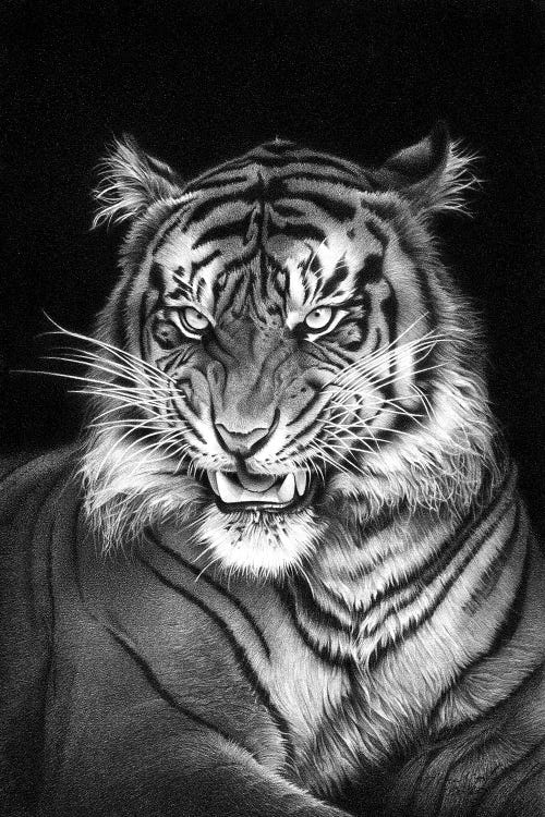 Panthera Tigris