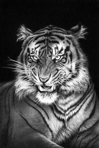 Panthera Tigris