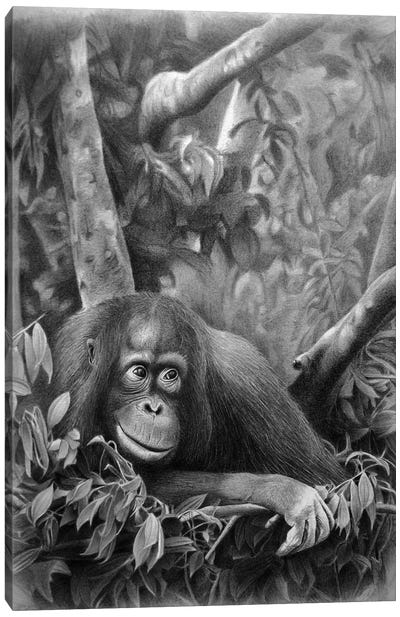 Teenager Canvas Art Print - Orangutan Art