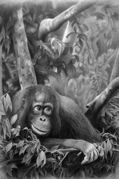 Orangutans: Teenager by Miro Gradinscak