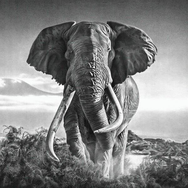 Elephants: Gigant by Miro Gradinscak