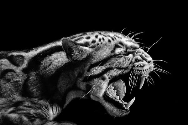 Jaguars: Anger by Miro Gradinscak