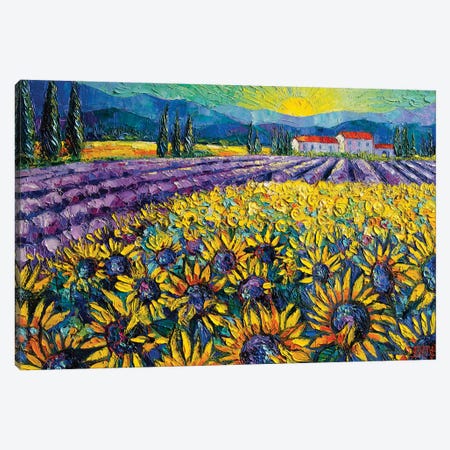 Sunflowers And Lavender Field - The Colors Of Provence Canvas Print #MGE72} by Mona Edulesco Canvas Print
