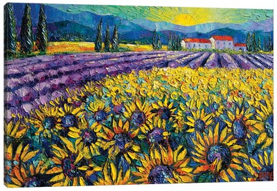 Sunflowers And Lavender Field - The Colors Of Provence Canvas Art Print - Landscapes in Bloom