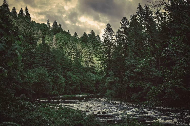 Pacific Northwest River And Trees