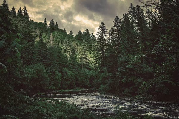 Pacific Northwest River And Trees