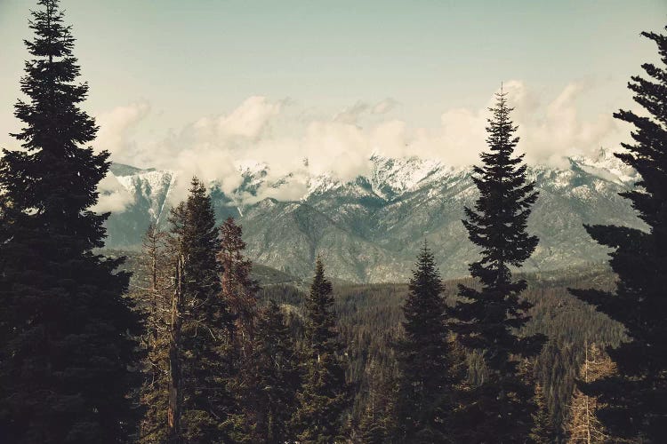 Snow Capped Sierra Mountains And Fir Trees In Sequoia National Park California