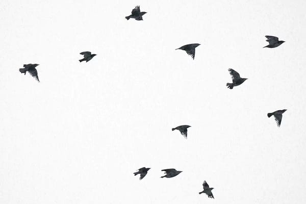 Nature Magick: The Ravens Flying by Nature Magick