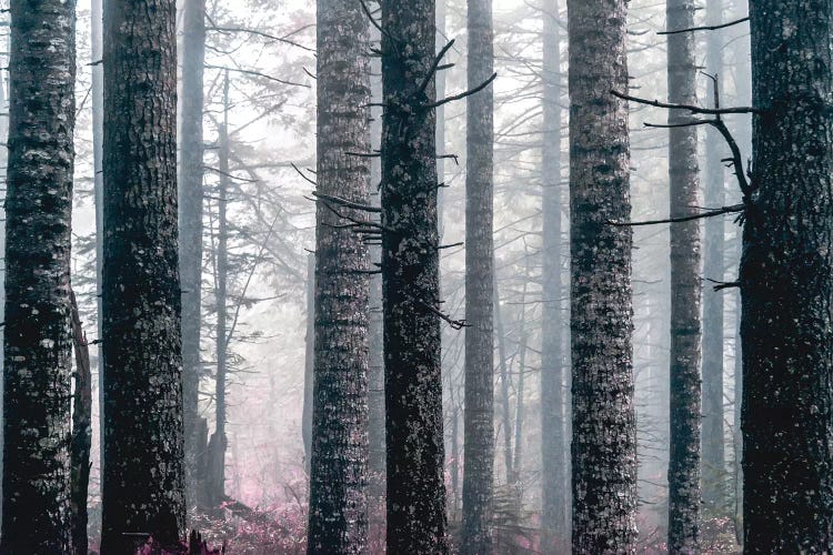 Foggy Forest Trees Vintage Fall Woods