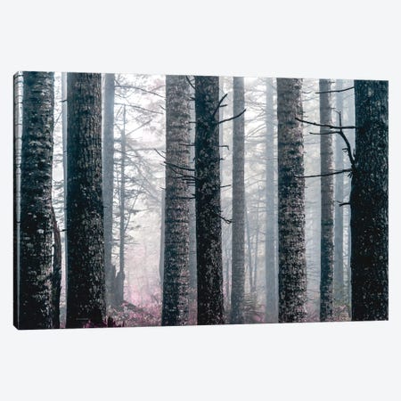 Foggy Forest Trees Vintage Fall Woods Canvas Print #MGK282} by Nature Magick Canvas Art
