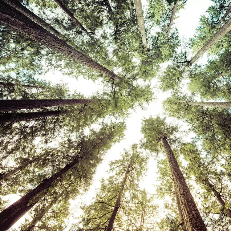 Forest Sky Square