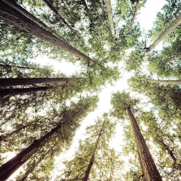 Forest Sky Square by Nature Magick wall art