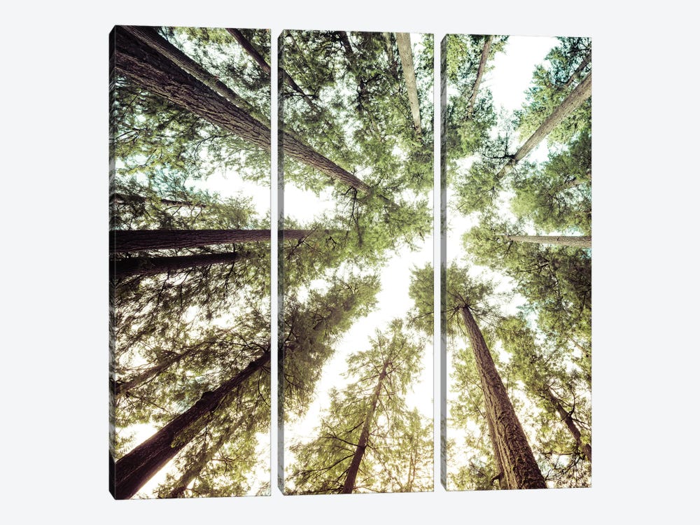 Forest Sky Square by Nature Magick 3-piece Canvas Wall Art