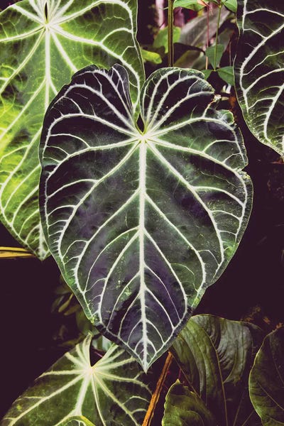 Jungles: Green Jungle Leaf Adventure by Nature Magick