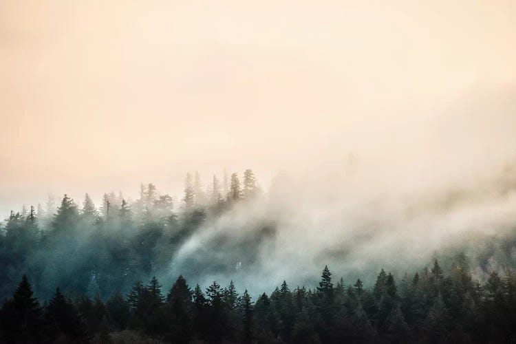 Misty Mountain Forest Clouds