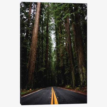 Forest Road, Redwood National Park, California Canvas Print #MGK3} by Nature Magick Canvas Wall Art