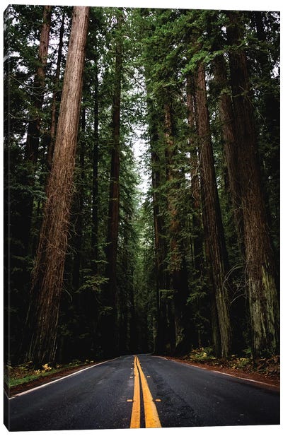 Forest Road, Redwood National Park, California Canvas Art Print - Redwood Tree Art