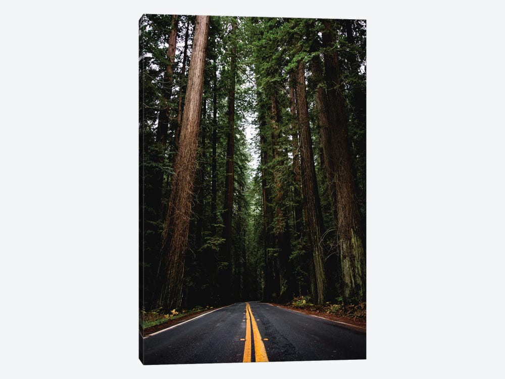 Forest Road, Redwood National Park, California by Nature Magick 1-piece Canvas Print
