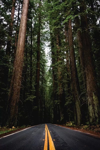 Redwood Trees: Forest Road, Redwood National Park, California by Nature Magick