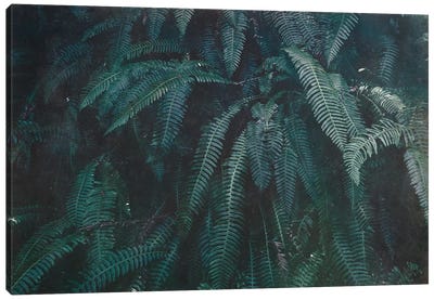 Pacific Northwest Fern Forest Vintage Green Canvas Art Print - Color Palettes