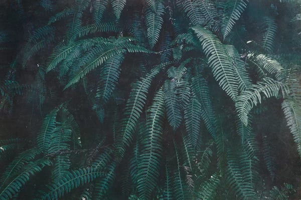 Ferns: Pacific Northwest Fern Forest Vintage Green by Nature Magick