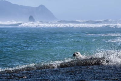 Pacific Ocean Harbor Seal by Nature Magick framed canvas print