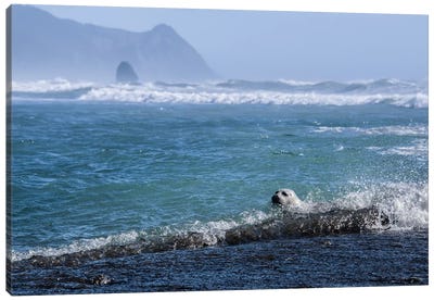 Pacific Ocean Harbor Seal Canvas Art Print - Seals